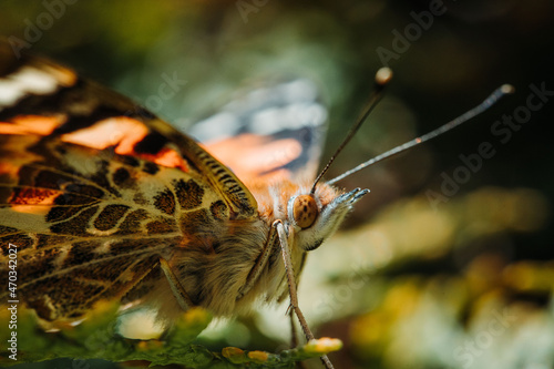 butterfly, Vanessa cardui © Mattes Meurer