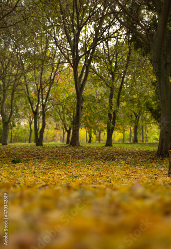 photo of fallen autumn leaves and trees in the park