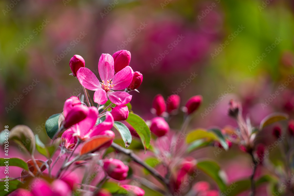 Fototapeta premium Spring flowering tree.