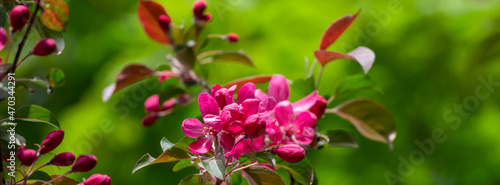 Spring flowering tree.