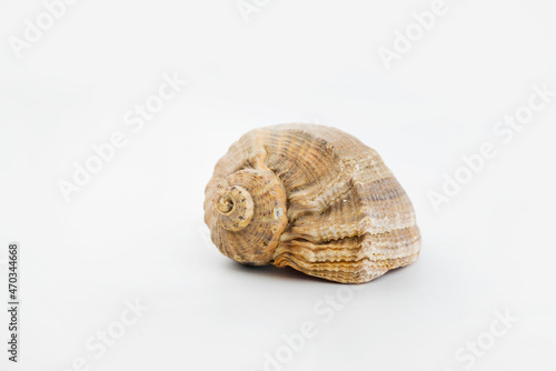 seashell on isolated white background