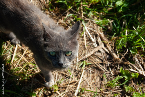 Grey cat looking up at its master with its big green eyes, standing on the ground. Top view. Closeup. Copyspace.