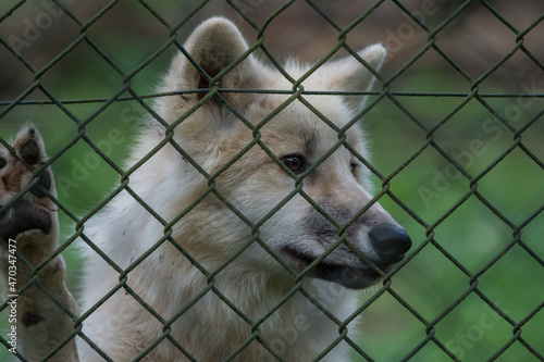 A mongolian wolf in saarland at summer, copy space photo