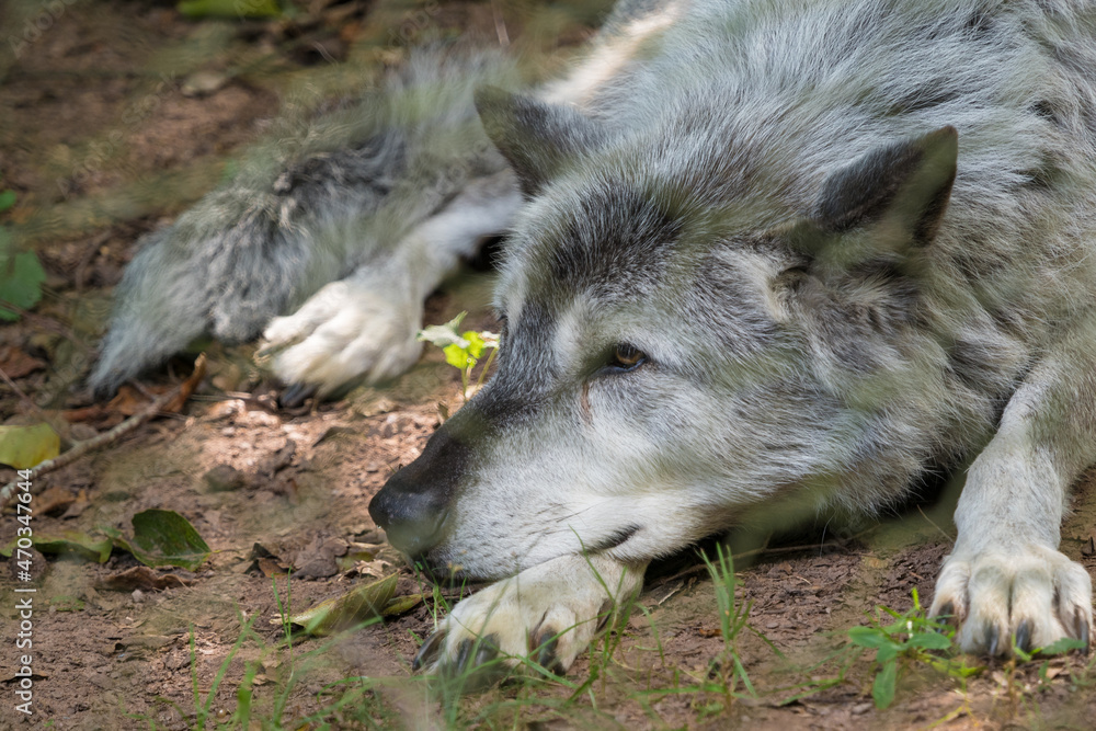 A mongolian wolf in saarland at summer, copy space A mongolian wolf in saarland at summer, copy space