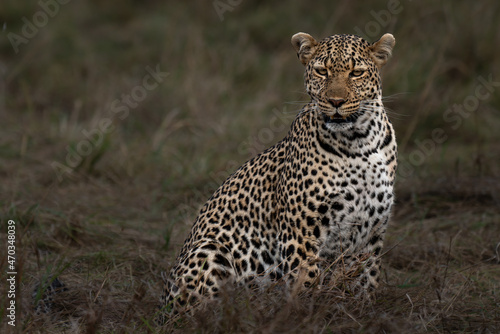 Leopard near Ashnil Mara Camp  Kenya