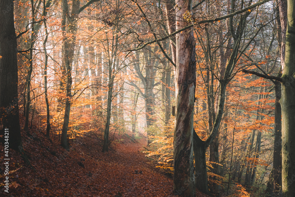 Golden, autumn magic fairy tale forest in sunlight.