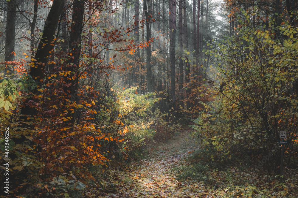 Naklejka premium Golden, autumn magic fairy tale forest in sunlight.