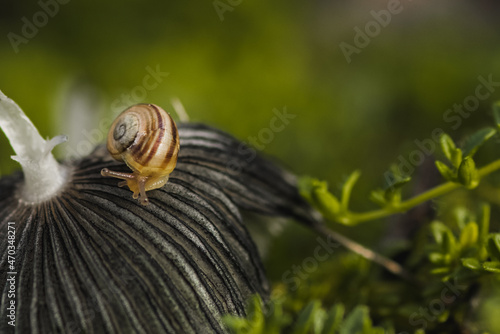 Fototapeta Naklejka Na Ścianę i Meble -  Little snail crawling on mushroom in garden.