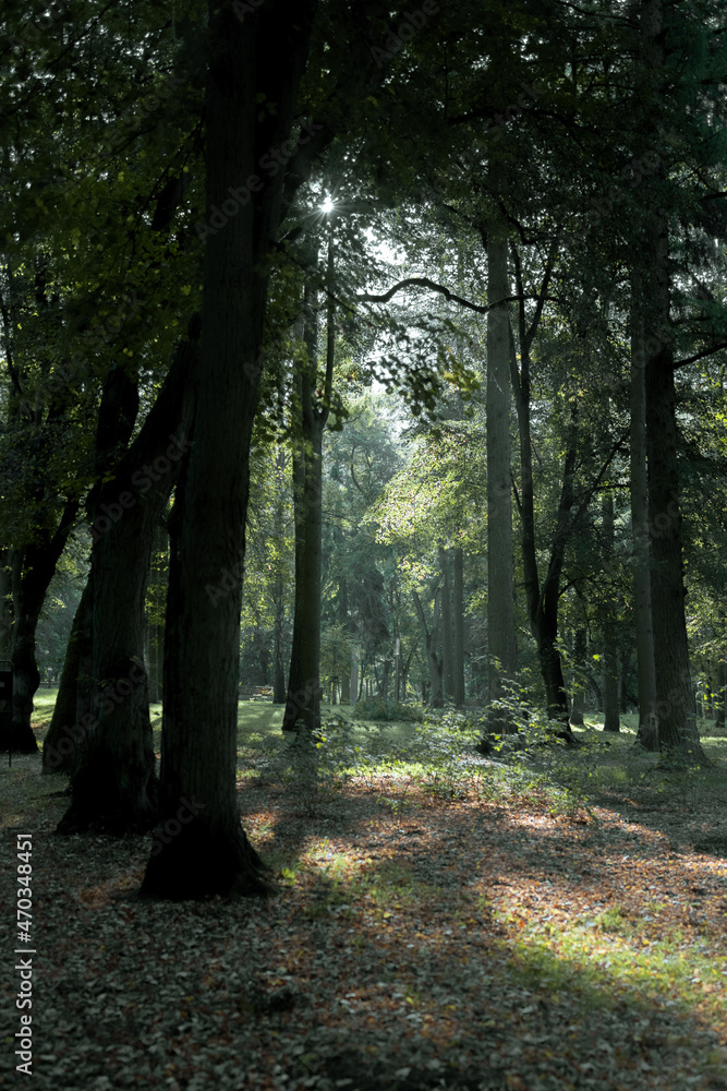 Fototapeta premium Green trees in the forest with the sun rays.