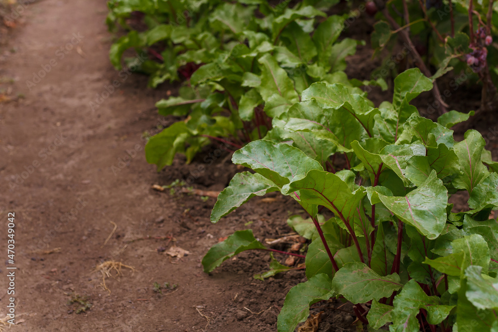 Beetroot tops growing in soil. Soft focused closeup shot of beet leaves. Seasonal farm harvest, fresh organic vegetables, healthy vegetarian food. Beetroot tops growing in soil. Soft focused closeup shot of beet leaves. Seasonal farm harvest, fresh organic vegetables, healthy vegetarian food.