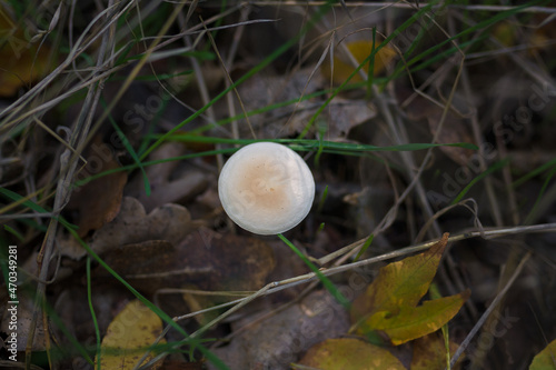 fresh tricholoma mushroom in autumn forest, Clitocybe nuda or Lepista nuda among dry leaves and green grass, top view