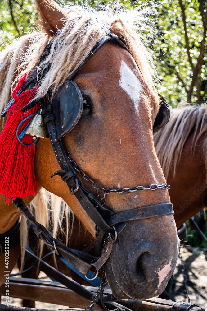 Horses harnessed to the cart, adorned with red tassels and bells.