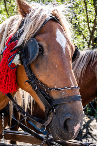 Horses harnessed to the cart, adorned with red tassels and bells.