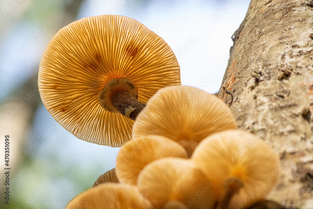 mushrooms in the forest mushrooms in the forest