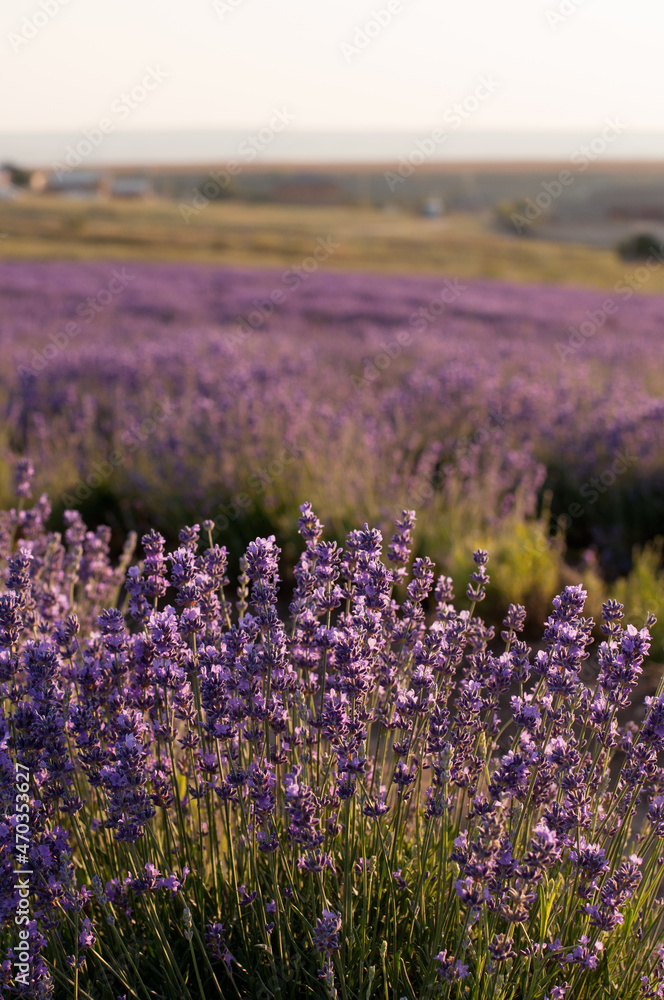 a field with lavender flowers with a blurred background