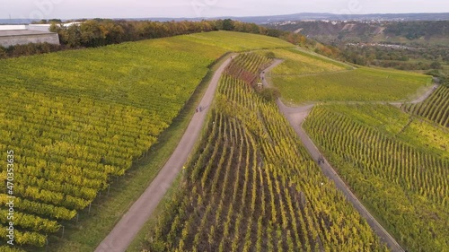 drone aerial footage of wineyard plants in village winningen Famous German Wine Region Moselle River photo