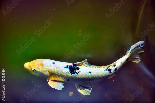 Tanchō, coy fish