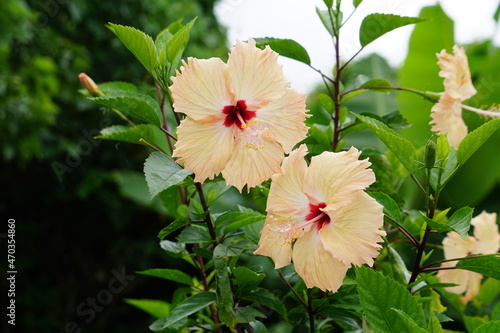 仲良く横並びハイビスカス