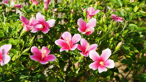 ミニサイズのハイビスカス