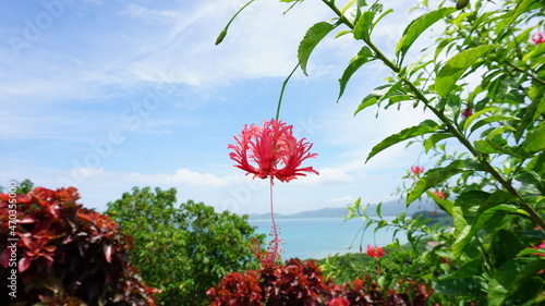 フウリンブッソウゲ、ハイビスカス