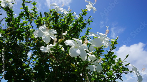 白のハイビスカスと空