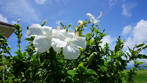 純白の白　ハイビスカス