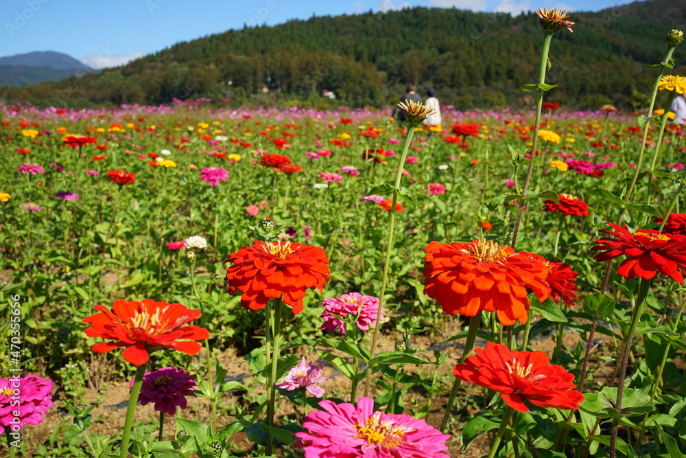 Field of Colorful African Daisy or Gerbera in Japan - ガーベラ 花畑