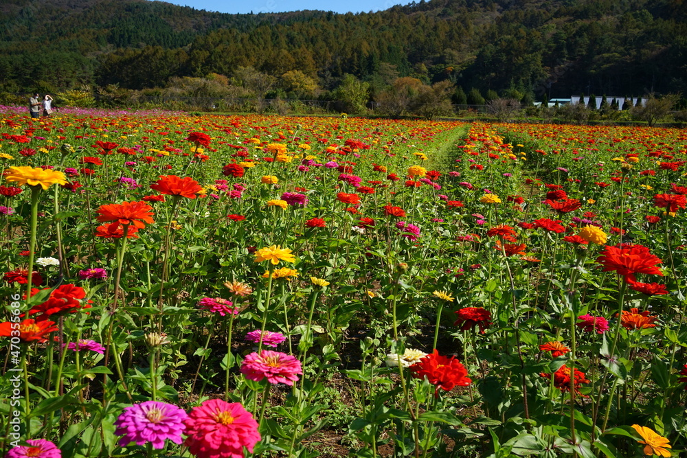 Field of Colorful African Daisy or Gerbera in Japan - ガーベラ 花畑	