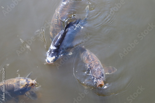 Foto large fish on the surface of a pond