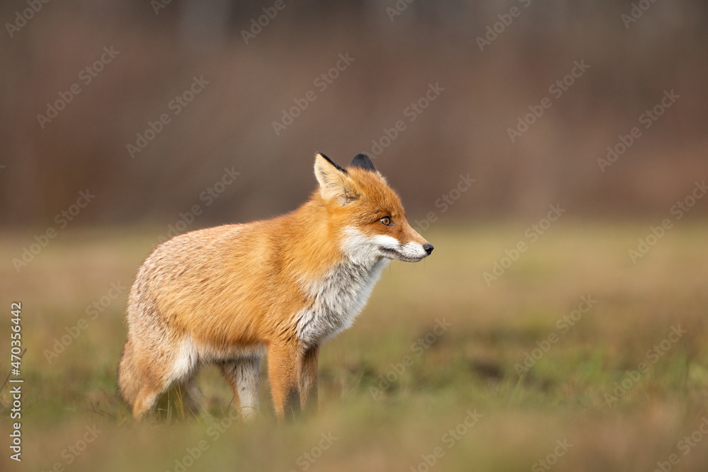 Mammals - European Red Fox (Vulpes vulpes) Mammals - European Red Fox (Vulpes vulpes)