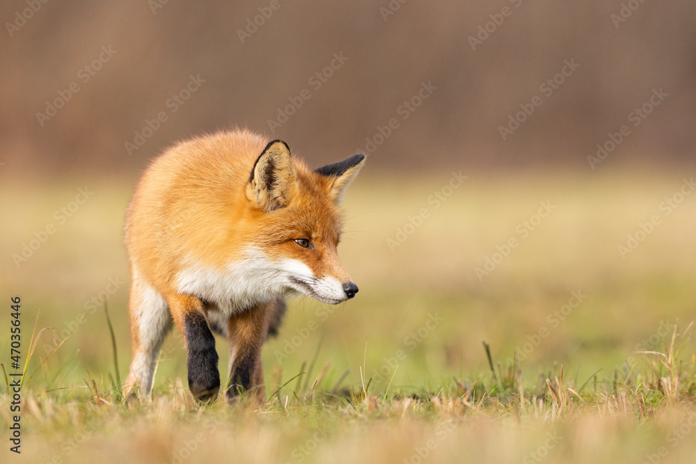 Fototapeta premium Mammals - European Red Fox (Vulpes vulpes)