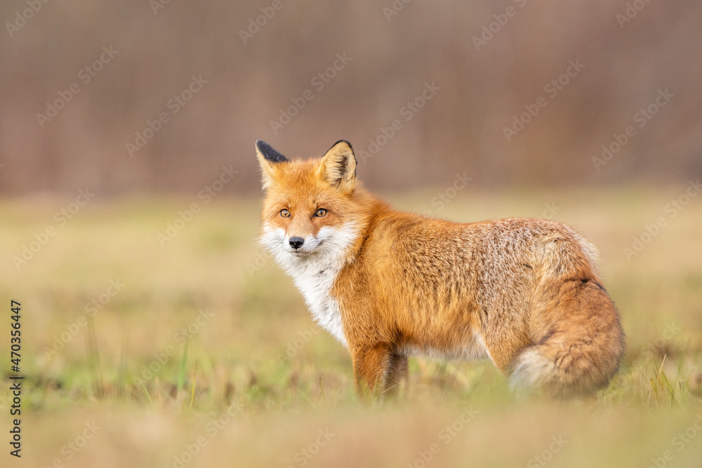 Mammals - European Red Fox (Vulpes vulpes)