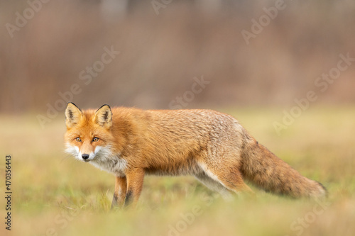 Mammals - European Red Fox (Vulpes vulpes) © szczepank