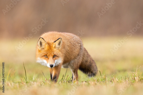 Mammals - European Red Fox (Vulpes vulpes) photo