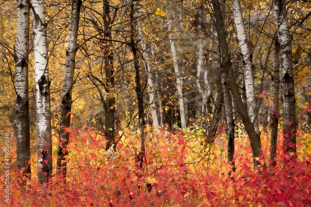 Red, yellow and orange leaves look like flames at the base of birch trees