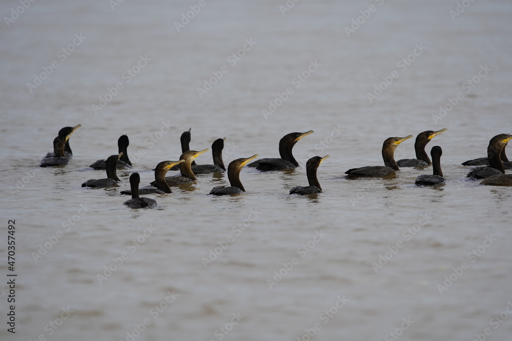 Naklejka premium A school of Neotropic cormorant fishing, (Phalacrocorax brasilianus) Phalacrocoracidae family. Amazon rainforest, Brazil 