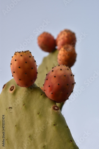 Frutos maduros de higo cactus o chumbera sobre fondo de cielo azul  photo