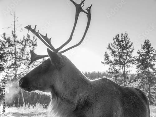 Male caribou in Whitehorse, Yukon (Canada)