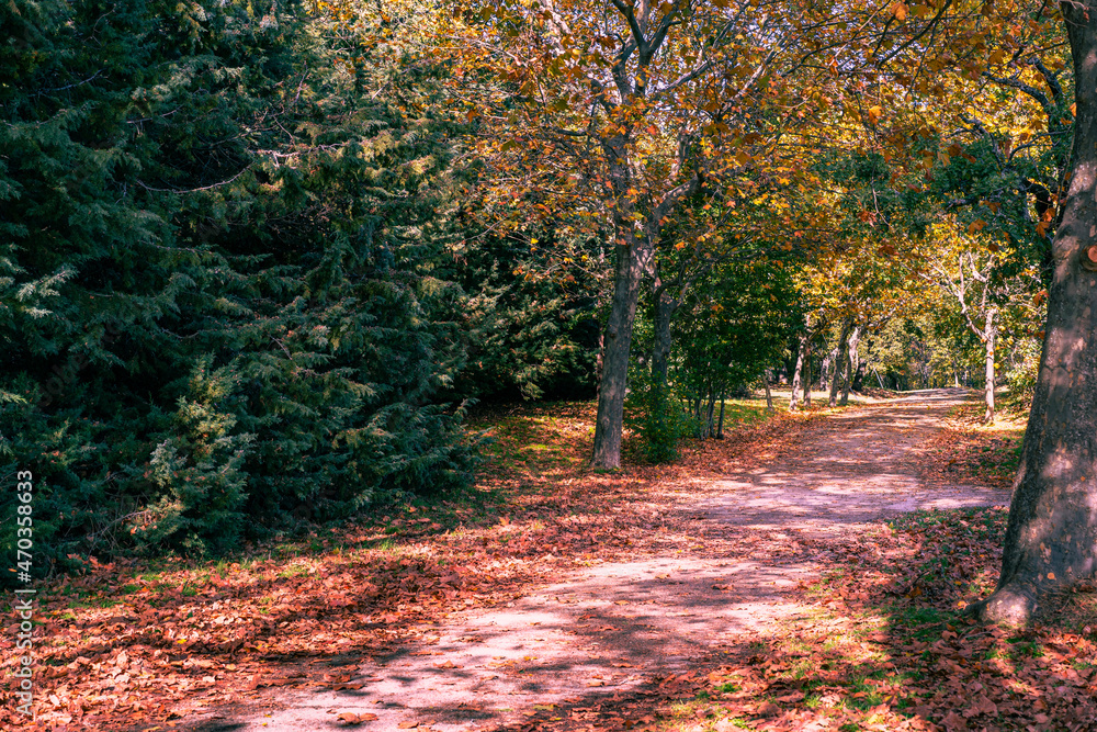 wood forest path in autumn with leaves on the ground