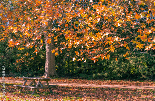 picnic table under three with leaves in ground during autumn