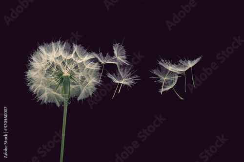 dandelion seeds fly from a flower on a dark blue background. botany and bloom growth propagation.