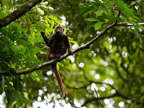 Brown howler (Alouatta guariba), also known as brown howler monkey, is a species of howler monkey, a type of New World monkey that lives in forests in southeastern Brazil. photo