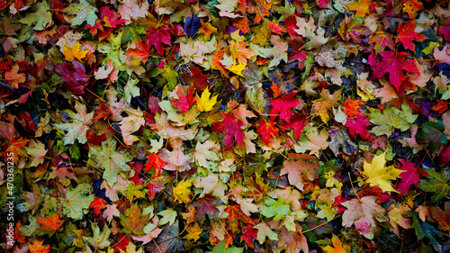 Colorful Leaf Arrangement