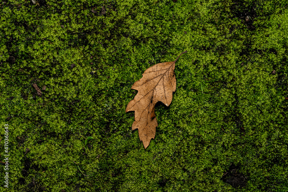 A fallen textured leather Oak Leaf of Autumn, on a bed of fresh green moss A fallen textured leather Oak Leaf of Autumn, on a bed of fresh green moss