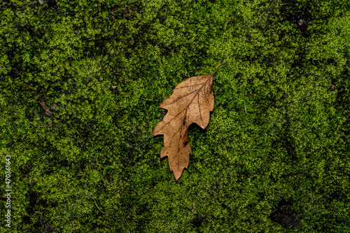 A fallen textured leather Oak Leaf of Autumn, on a bed of fresh green moss