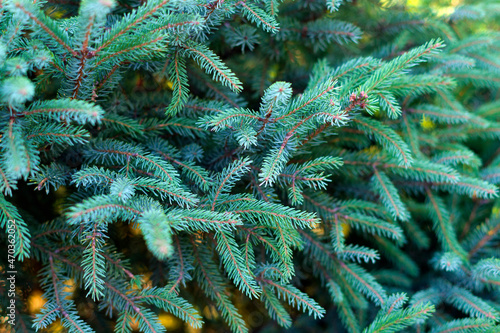 Green spruce branches as texture background. Blue spruce foliage. Christmas and new year background. 