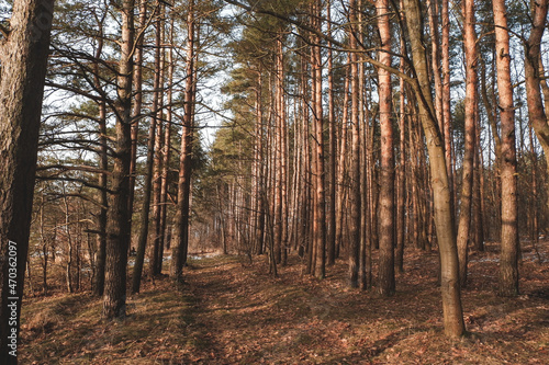 Pine Forest