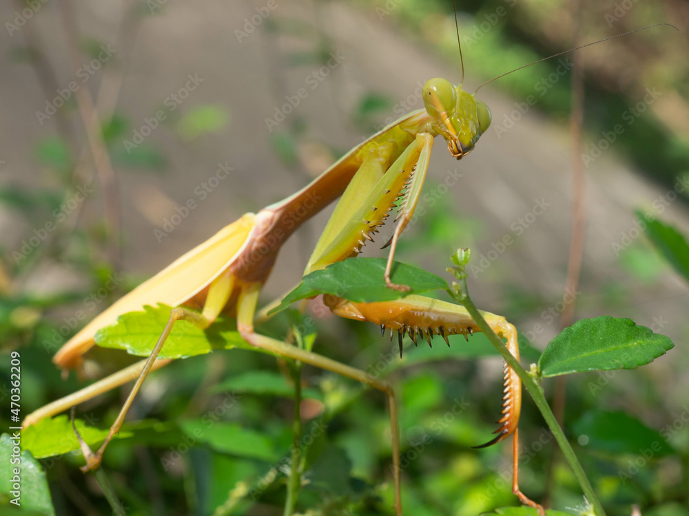 Close up shoot of a praying mantis Close up shoot of a praying mantis