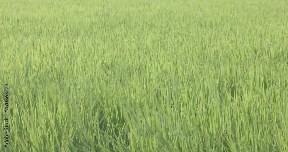 風に揺れる草原の草 田んぼ FIX 風に揺れる草原の草 田んぼ FIX