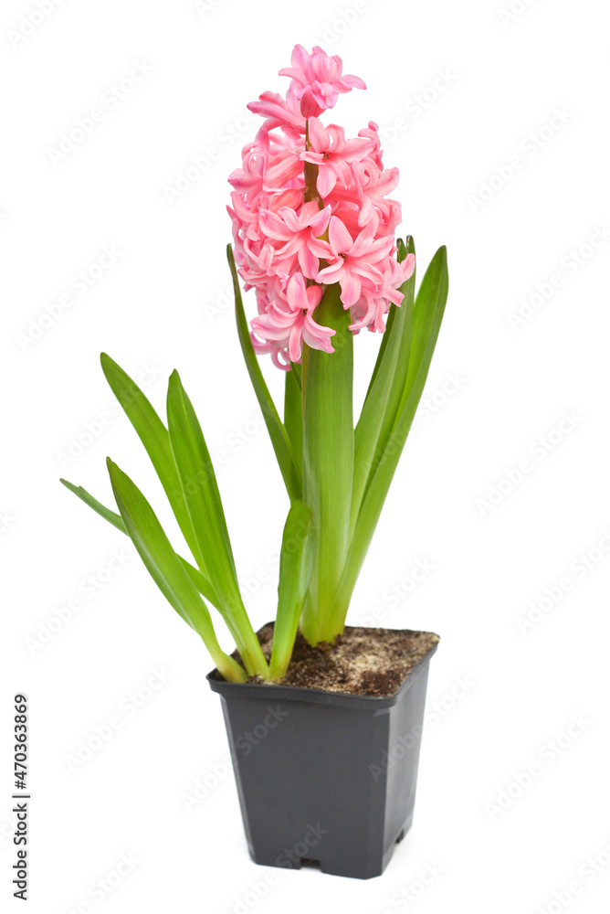 First spring pink hyacinth flower in a pot isolated on a white background. Easter holidays. Garden decoration, landscaping. Floral floristic arrangement. Flat lay, top view First spring pink hyacinth flower in a pot isolated on a white background. Easter holidays. Garden decoration, landscaping. Floral floristic arrangement. Flat lay, top view